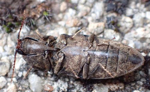 Agrypnus murinus